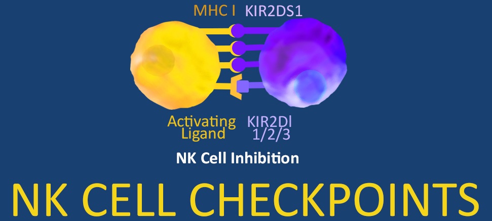 NK Cell Checkpoint