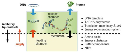 CECFのRTS E. coli発現システムのイメージ