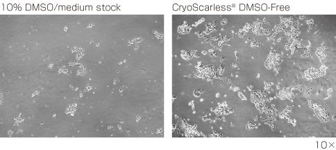 クライオスカーレスで簡易的凍結保存後のマウスES細胞