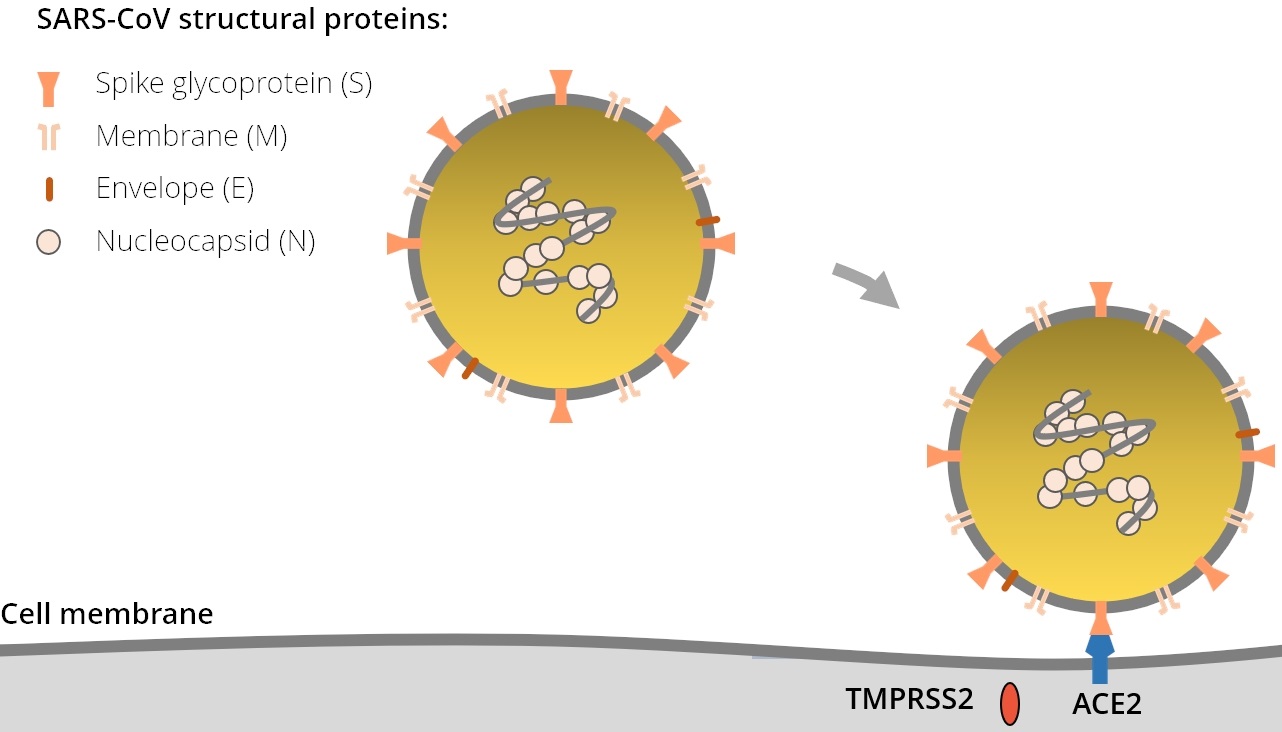 SARS-CoV-2ウイルスの宿主細胞への感染