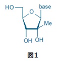 2'-C-Methyl ribonucleoside図1