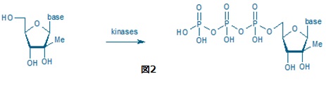 2'-C-Methyl ribonucleoside図2