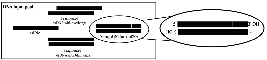 SRSLYキットの説明（DNA試料の多様性）