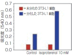 未分化または分化した 3T3-L1 細胞を10 mM の isoproterenol で処理し、培養上清中のグリセロール濃度を測定した。