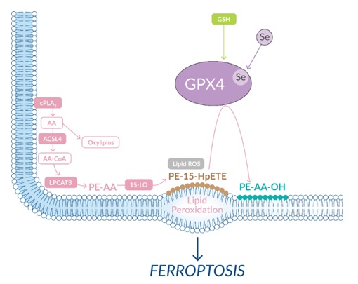 PUFAの過酸化によるフェロトーシスの誘導
