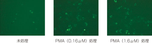 THP-1細胞の食作用の蛍光顕微鏡による観察