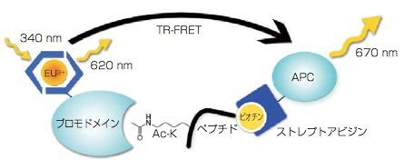 ブロモドメイン－アセチル化リジン結合阻害物質の測定 Bromodomain TR-FRET Assay Kit