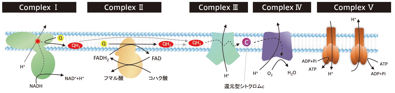 ミトコンドリアの電子伝達系酵素複合体(呼吸鎖複合体)の模式図