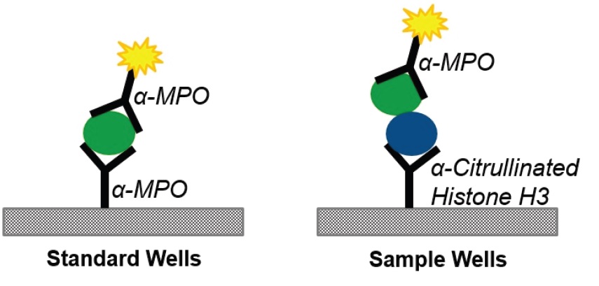Neutrophil Extracellular Trap (MPO-Histone) ELISA Kitで使用する抗体