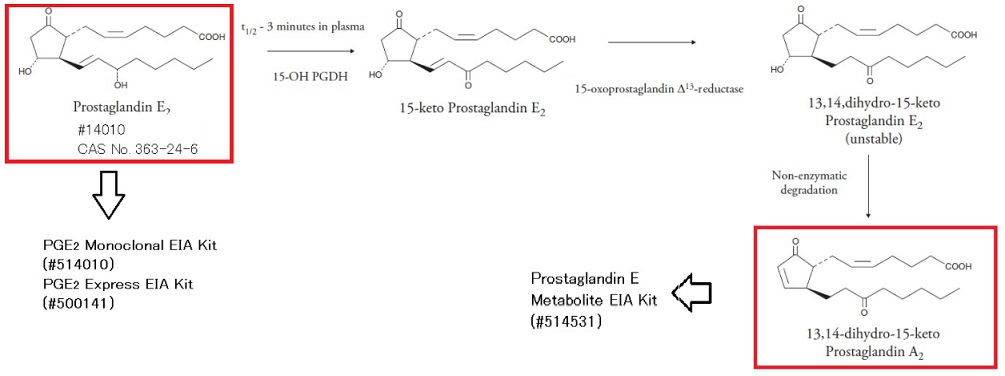 Prostaglandin E2(PGE2)の代謝