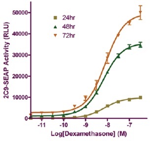 CYP2C9 SEAPレポーター活性の測定例