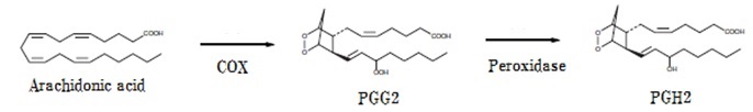 PGH2の産生図