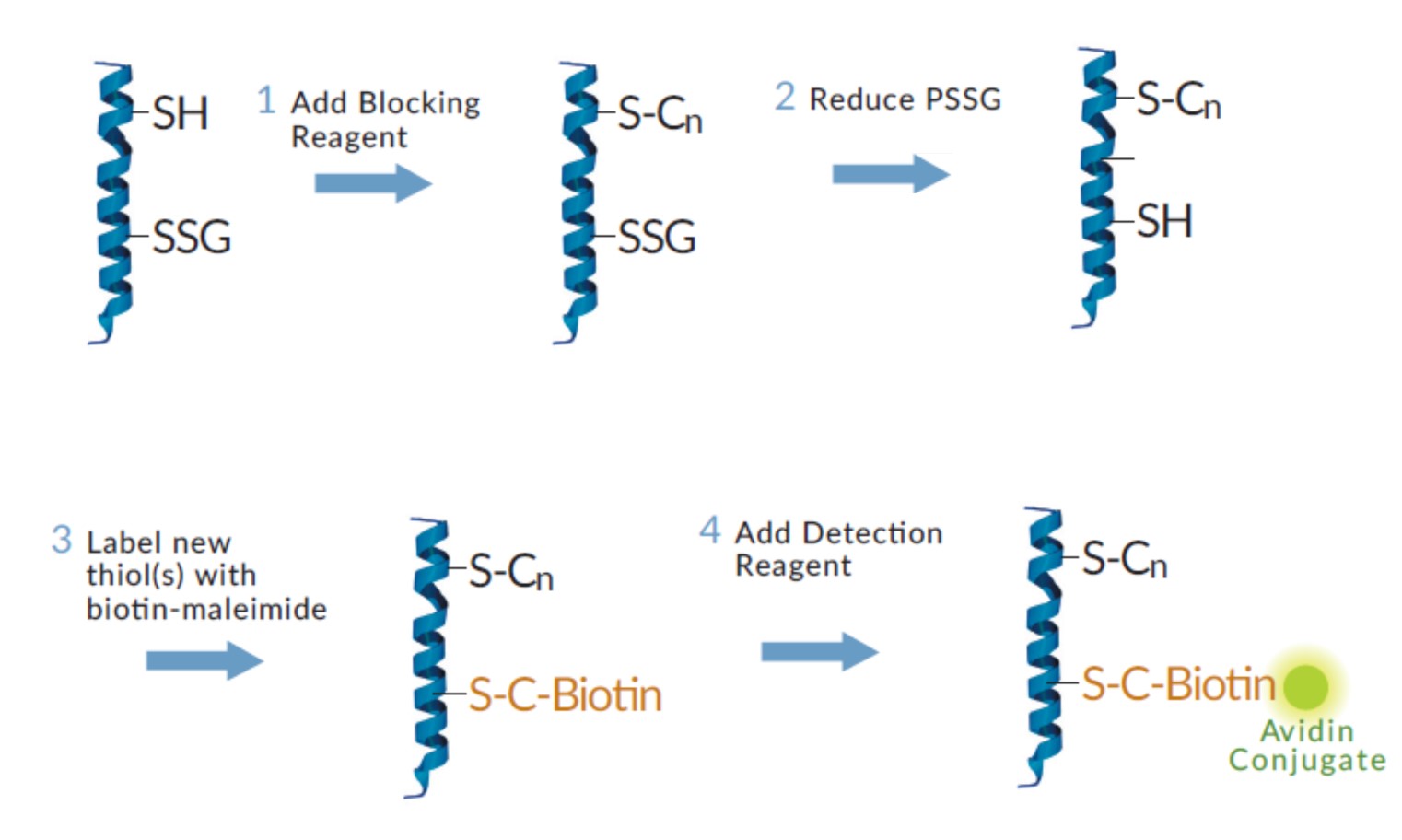 S-グルタチオニル化タンパク質の検出原理
