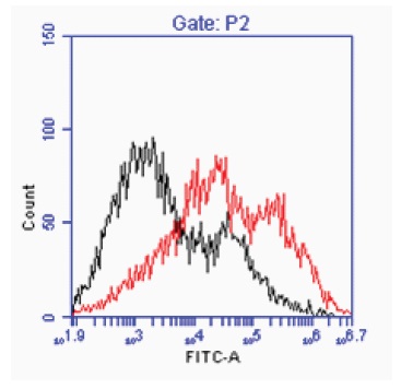 S-グルタチオニル化タンパク質のフローサイトメトリー解析