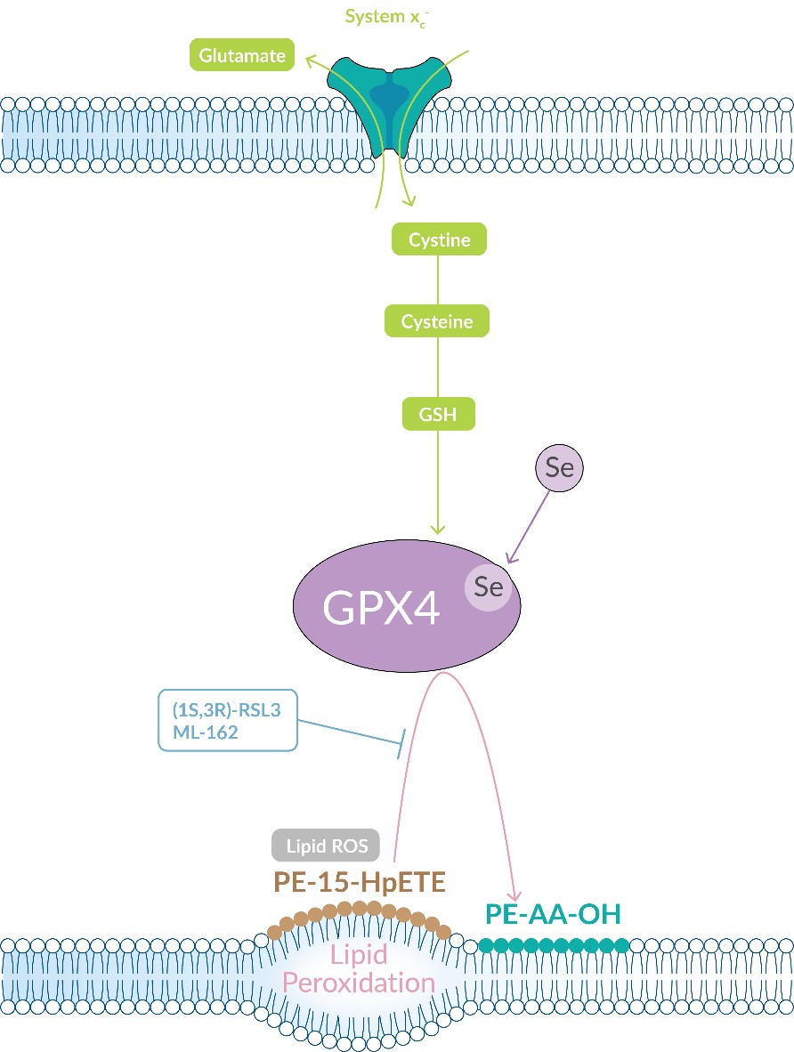 GPx4阻害物質によるフェロトーシスの誘導