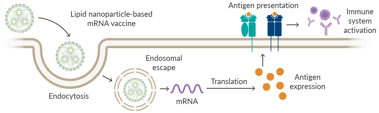 Endosomal Escape and Peptide Presentation