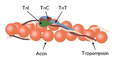 トロポニン複合体