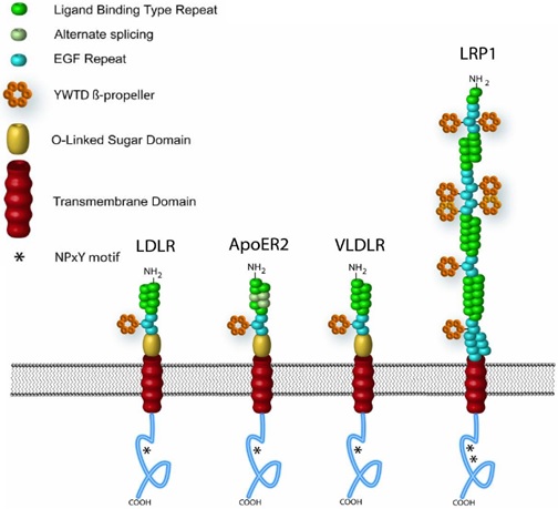LDLレセプターファミリーの構造図