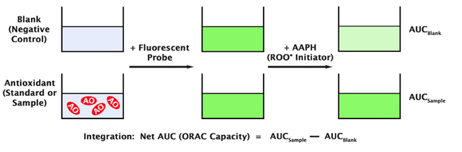ORAC法により抗酸化能を測定するキット OxiSelect ORAC Activity Assay Kit