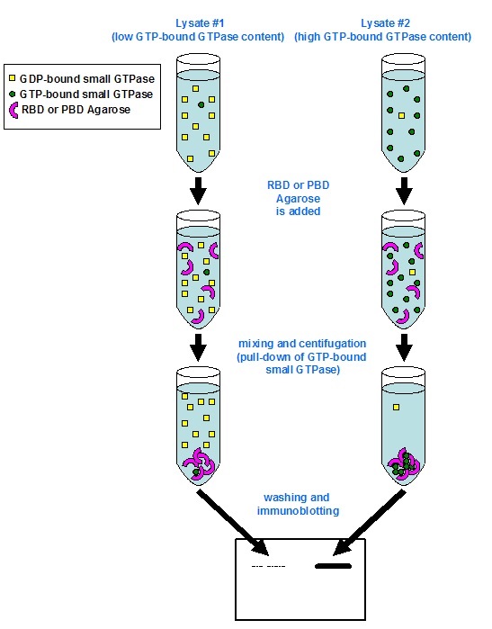 活性型低分子量Gタンパク質のプルダウン測定キットの操作方法