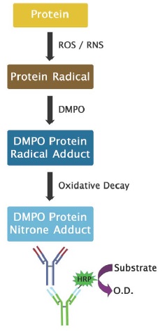 プロテインラジカル(Protein Radical)定量ELISAキットの操作方法概略