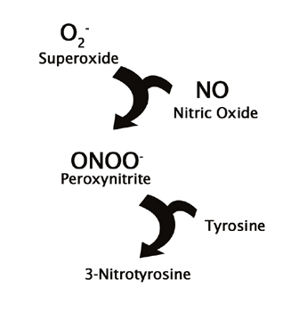 タンパク質を含む試料中の3-nitrotyrosineを定量するELISAキット　OxiSelect Nitrotyrosine ELISA Kit