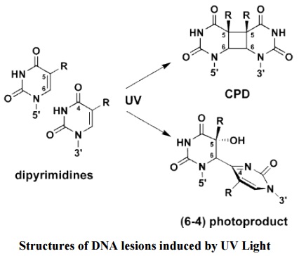 紫外線照射により、DNA中のジピリミジンからCPD（シクロブタン型ピリミジンダイマー）または6-4PP（6-4光産物）が生じる。