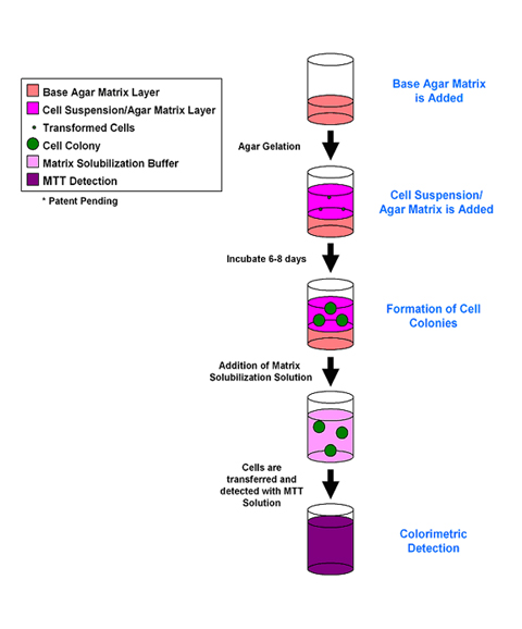 細胞の化学的感受性を測定する軟寒天コロニー形成アッセイキットの使用例3