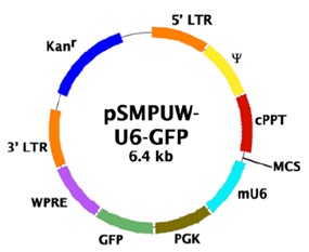 ViraSafe shRNA Lentiviral Expression System (GFP), Ecotropicのベクターマップ