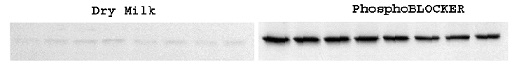 リン酸化タンパク質の検出に最適化されたブロッキングバッファーの使用例