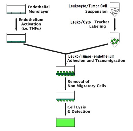 Leukocyte / Tumor Transmigration Assayの測定原理