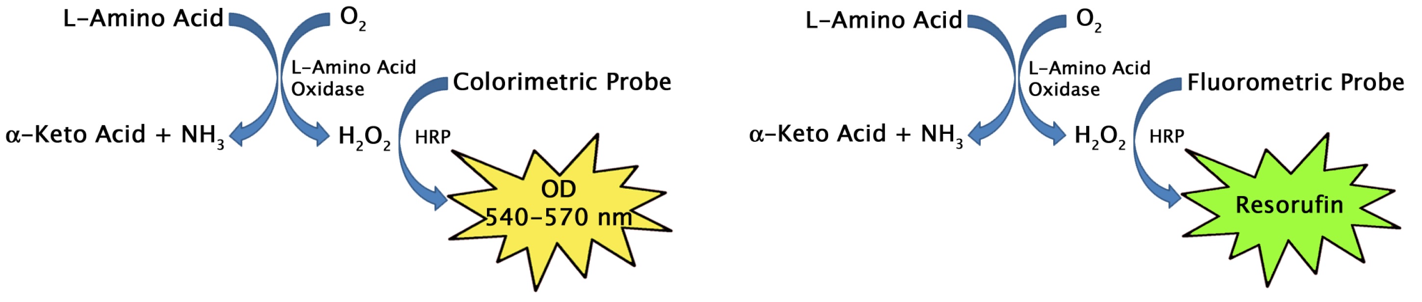 L-Amino Acid Assay Kitの測定原理