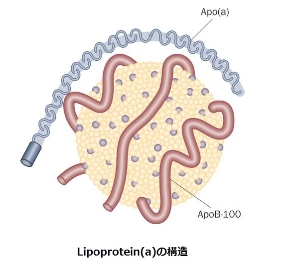 Lipoprotein(a)の構造