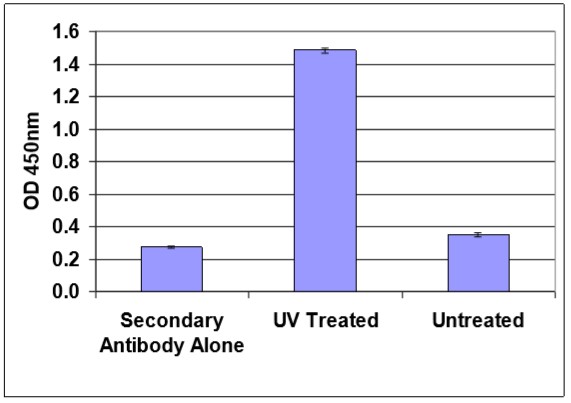 HeLa細胞における紫外線（UV）照射によるDNA損傷の検出（CPD）