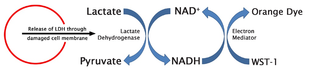 LDH converts lactate to pyruvate