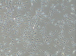 PCT Melanocyte Medium, 
