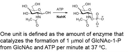 N-Acetyl-hexosamine 1-Kinase; NahK