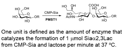 α-2,3-sialyltransferase ; PmST1