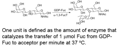 α-1,3-fucosyltransferase; FucT