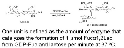 α-1,2-fucosyltransferase; FucT