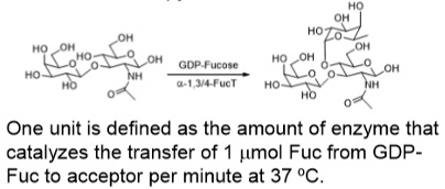 α-1,3/4-fucosyltransferase; FucT