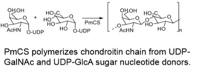 Chondroitin synthase; PmCS