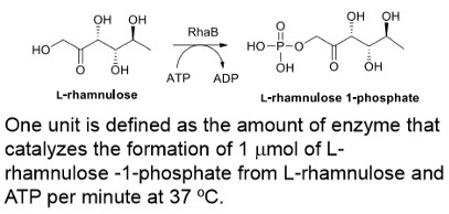L-rhamnulose kinase ; RhaB