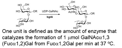 α-1,3-N-acetyl-galactosaminyltransferase; BgtA