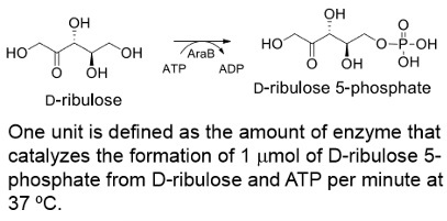 D-ribulose kinase ; AraB
