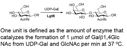β-1,4-alactosyltransferase; LgtB