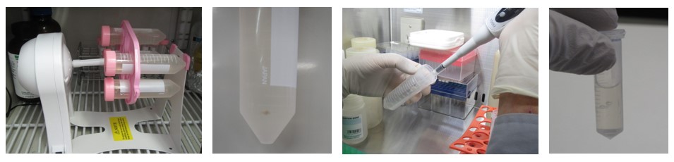 PCR検査用の下水試料を採取する様子