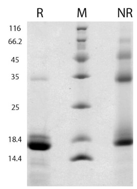 Cellaria社の組換え体FGF2タンパク質のSDS-PAGE像