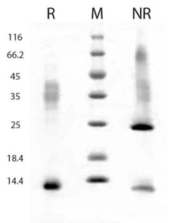 Cellaria社の組換え体TGFB1タンパク質のSDS-PAGE像