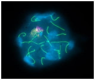 マウス精母細胞での対合異常解析
